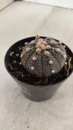 ASTROPHYTUM ASTERIAS “Purple”  Nº 912 – vaso 09 - Imagem 8