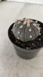 ASTROPHYTUM ASTERIAS “Purple”  Nº 912 – vaso 09 - Imagem 7