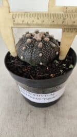 ASTROPHYTUM ASTERIAS “Purple”  Nº 912 – vaso 09 - Imagem 4