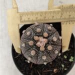 ASTROPHYTUM ASTERIAS “Purple”  Nº 912 – vaso 09