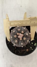 ASTROPHYTUM ASTERIAS “Purple”  Nº 912 – vaso 09