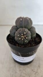 ASTROPHYTUM ASTERIAS “Purple” COLÔNIA  Nº 930 – vaso 09 - Imagem 10