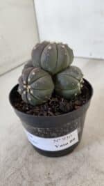 ASTROPHYTUM ASTERIAS “Purple” COLÔNIA  Nº 930 – vaso 09 - Imagem 2