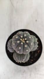 ASTROPHYTUM ASTERIAS “Purple” COLÔNIA  Nº 930 – vaso 09 - Imagem 7