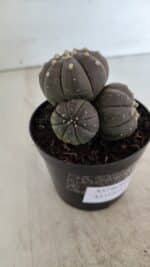 ASTROPHYTUM ASTERIAS “Purple” COLÔNIA  Nº 930 – vaso 09 - Imagem 6