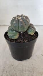 ASTROPHYTUM ASTERIAS “Purple” COLÔNIA  Nº 930 – vaso 09 - Imagem 8