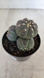 ASTROPHYTUM ASTERIAS “Purple” COLÔNIA  Nº 930 – vaso 09 - Imagem 3