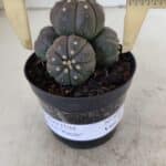 ASTROPHYTUM ASTERIAS “Purple” COLÔNIA  Nº 930 – vaso 09