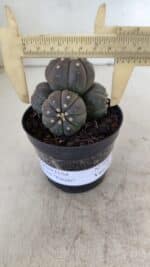 ASTROPHYTUM ASTERIAS “Purple” COLÔNIA  Nº 930 – vaso 09