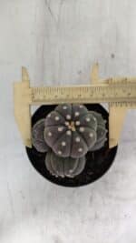 ASTROPHYTUM ASTERIAS “Purple” COLÔNIA  Nº 930 – vaso 09 - Imagem 5