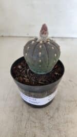 ASTROPHYTUM ASTERIAS “Purple”  Nº 931 – vaso 09 - Imagem 9