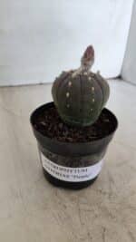 ASTROPHYTUM ASTERIAS “Purple”  Nº 931 – vaso 09 - Imagem 8