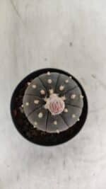 ASTROPHYTUM ASTERIAS “Purple”  Nº 931 – vaso 09 - Imagem 3
