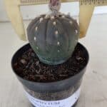 ASTROPHYTUM ASTERIAS “Purple”  Nº 931 – vaso 09