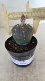 ASTROPHYTUM ASTERIAS “Purple”  Nº 931 – vaso 09