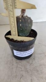 ASTROPHYTUM ASTERIAS “Purple”  Nº 931 – vaso 09 - Imagem 5