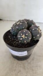 ASTROPHYTUM ASTERIAS “Purple” COLÔNIA  Nº 932 – vaso 11 - Imagem 8