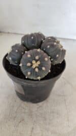 ASTROPHYTUM ASTERIAS “Purple” COLÔNIA  Nº 932 – vaso 11 - Imagem 7