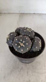 ASTROPHYTUM ASTERIAS “Purple” COLÔNIA  Nº 932 – vaso 11 - Imagem 6