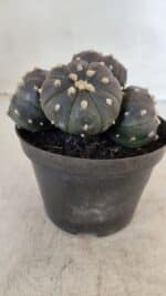 ASTROPHYTUM ASTERIAS “Purple” COLÔNIA  Nº 932 – vaso 11 - Imagem 5