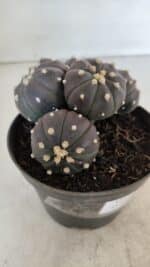 ASTROPHYTUM ASTERIAS “Purple” COLÔNIA  Nº 932 – vaso 11 - Imagem 3