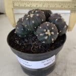 ASTROPHYTUM ASTERIAS “Purple” COLÔNIA  Nº 932 – vaso 11
