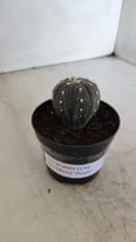 ASTROPHYTUM ASTERIAS “Purple”  Nº 933 – vaso 09 - Imagem 9