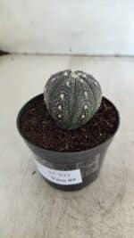 ASTROPHYTUM ASTERIAS “Purple”  Nº 933 – vaso 09 - Imagem 8