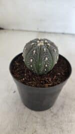 ASTROPHYTUM ASTERIAS “Purple”  Nº 933 – vaso 09 - Imagem 7