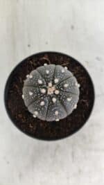 ASTROPHYTUM ASTERIAS “Purple”  Nº 933 – vaso 09 - Imagem 3