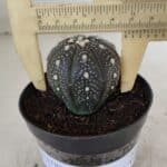 ASTROPHYTUM ASTERIAS “Purple”  Nº 933 – vaso 09