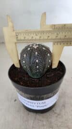 ASTROPHYTUM ASTERIAS “Purple”  Nº 933 – vaso 09