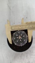 ASTROPHYTUM ASTERIAS “Purple”  Nº 933 – vaso 09 - Imagem 6