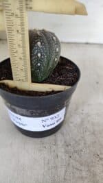 ASTROPHYTUM ASTERIAS “Purple”  Nº 933 – vaso 09 - Imagem 5