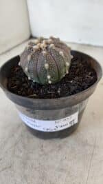 ASTROPHYTUM ASTERIAS “Purple”  Nº 952 – vaso 09 - Imagem 8