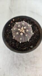 ASTROPHYTUM ASTERIAS “Purple”  Nº 952 – vaso 09 - Imagem 3