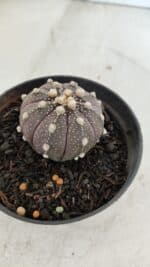 ASTROPHYTUM ASTERIAS “Purple”  Nº 952 – vaso 09 - Imagem 6