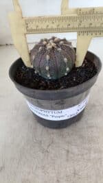 ASTROPHYTUM ASTERIAS “Purple”  Nº 952 – vaso 09 - Imagem 4
