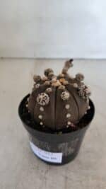 ASTROPHYTUM ASTERIAS “Purple”  Nº 953 – vaso 09 - Imagem 8