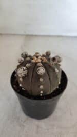 ASTROPHYTUM ASTERIAS “Purple”  Nº 953 – vaso 09 - Imagem 7