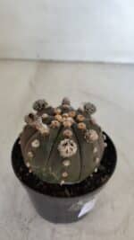 ASTROPHYTUM ASTERIAS “Purple”  Nº 953 – vaso 09 - Imagem 6