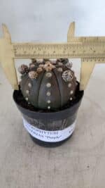 ASTROPHYTUM ASTERIAS “Purple”  Nº 953 – vaso 09 - Imagem 4