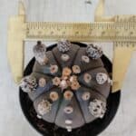 ASTROPHYTUM ASTERIAS “Purple”  Nº 953 – vaso 09