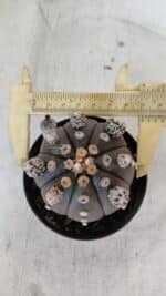 ASTROPHYTUM ASTERIAS “Purple”  Nº 953 – vaso 09