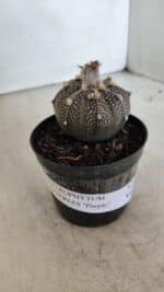 ASTROPHYTUM ASTERIAS “Purple”  Nº 954 – vaso 09 - Imagem 2