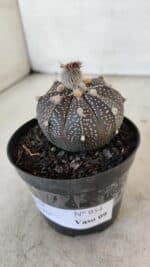 ASTROPHYTUM ASTERIAS “Purple”  Nº 954 – vaso 09 - Imagem 10