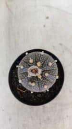 ASTROPHYTUM ASTERIAS “Purple”  Nº 954 – vaso 09 - Imagem 3