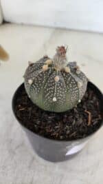 ASTROPHYTUM ASTERIAS “Purple”  Nº 954 – vaso 09 - Imagem 8