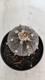 ASTROPHYTUM ASTERIAS “Purple”  Nº 954 – vaso 09 - Imagem 7