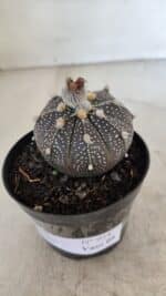 ASTROPHYTUM ASTERIAS “Purple”  Nº 954 – vaso 09 - Imagem 6